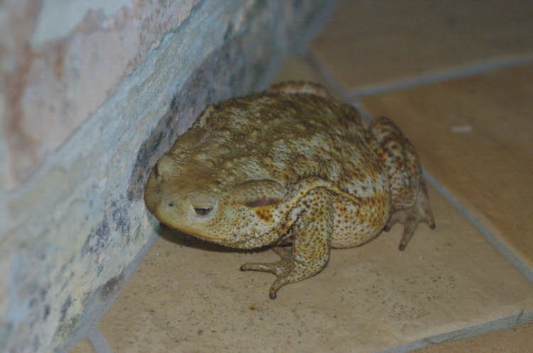 Toad (bufo bufo)