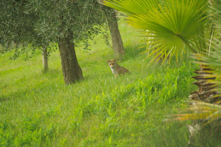 Juvenile fox at the olives grove