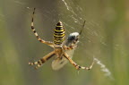 Tigerspinne