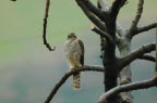 Turmfalke Im Feigenbaum