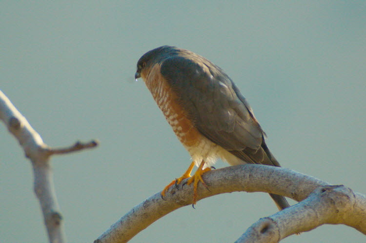 Turmfalke im Feigenbaum