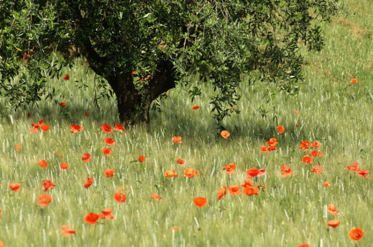 Poppyies below olive tree 